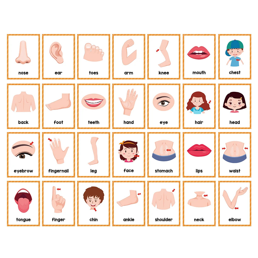 Montessori Kids English Words Cards