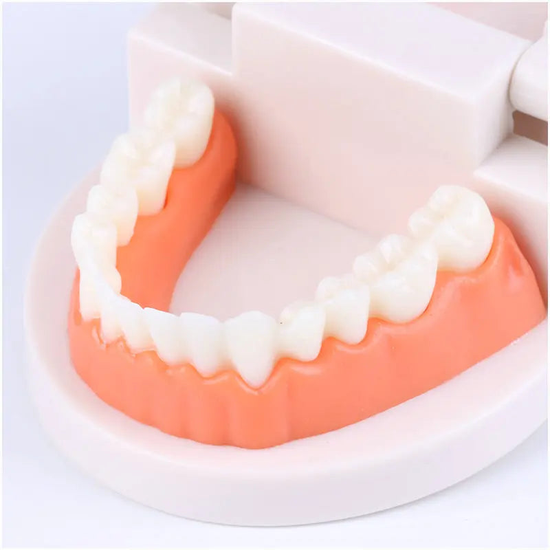 Educational Brushing Tooth Teaching Aid