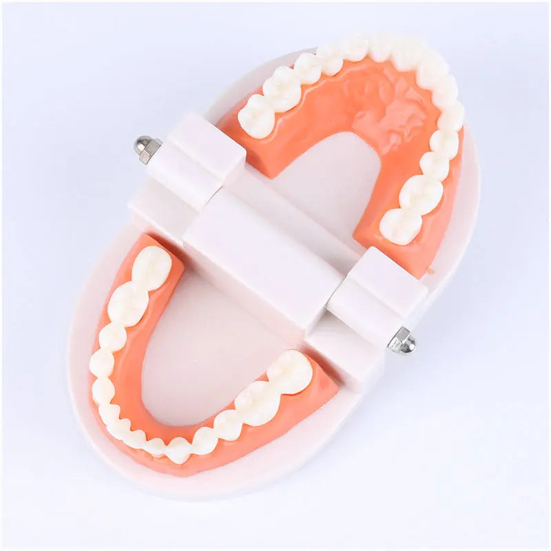 Educational Brushing Tooth Teaching Aid
