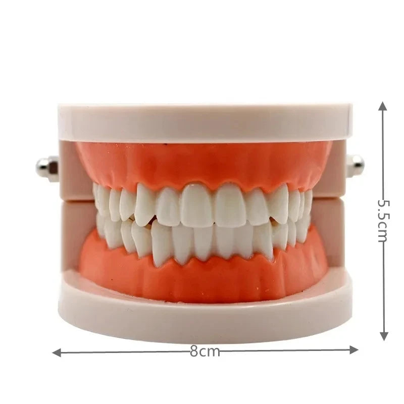 Educational Brushing Tooth Teaching Aid