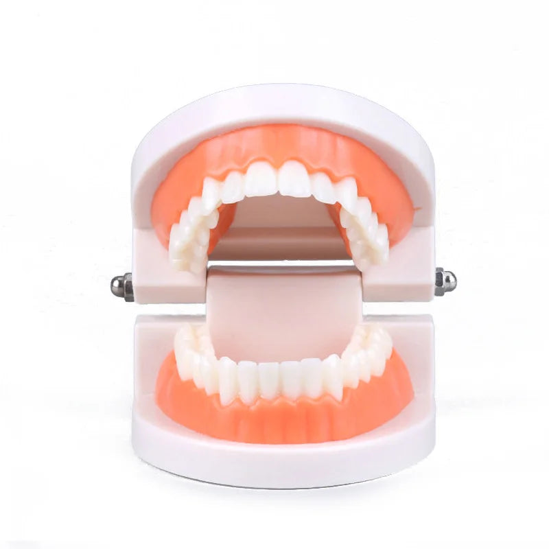 Educational Brushing Tooth Teaching Aid