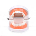 Educational Brushing Tooth Teaching Aid