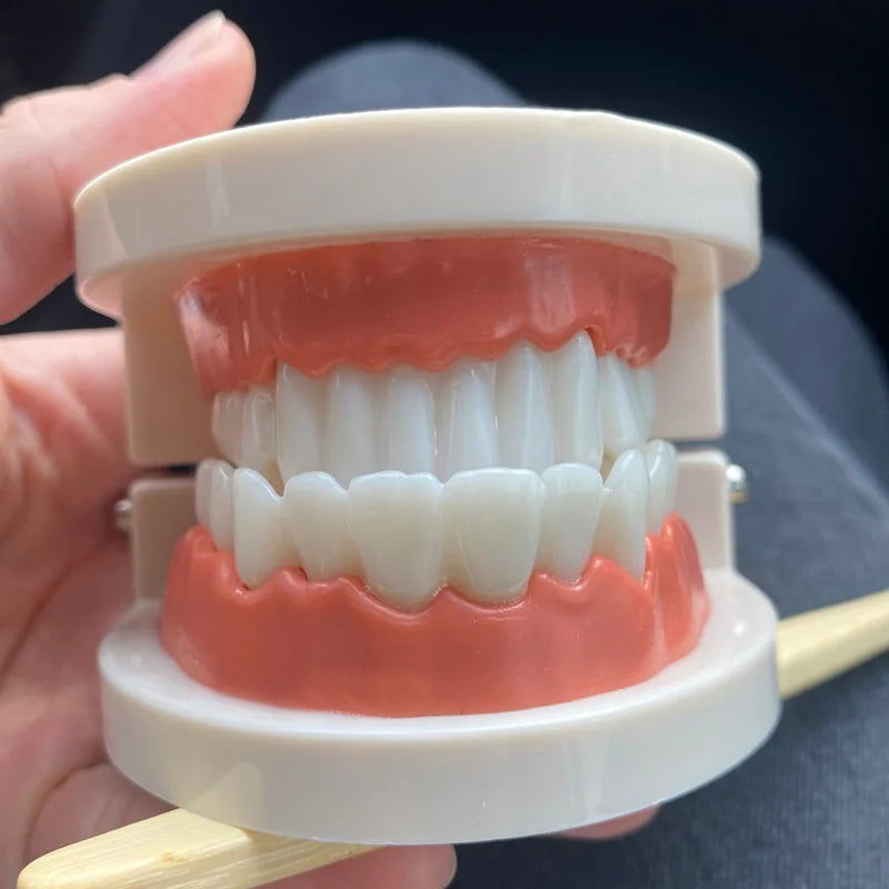 Educational Brushing Tooth Teaching Aid
