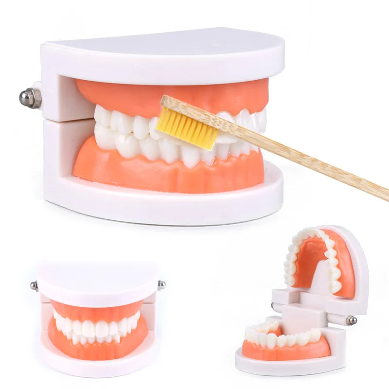 Educational Brushing Tooth Teaching Aid